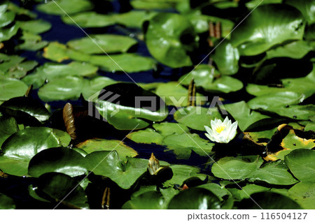 Water lily blooming in pond 116504127