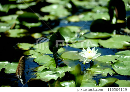 開花在池塘的荷花 116504129