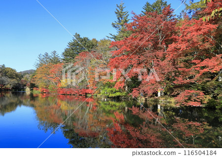 雲場池美麗的秋葉 雲場池美麗的秋葉 116504184