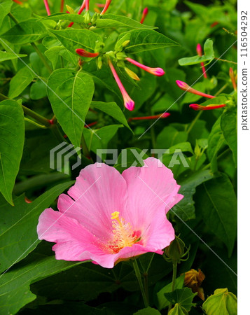 夏季盛開的粉紅風鈴花和白粉紅花蕾 116504292