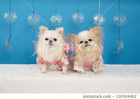 Luana and Lana, the Chihuahuas wearing blue backpacks, wind chimes and yukatas 116504402