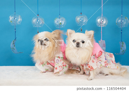 Luana and Lana, the Chihuahuas wearing blue backpacks, wind chimes and yukatas Luana and Lana, the Chihuahuas wearing blue backpacks, wind chimes and yukatas 116504404