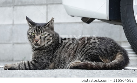 Grasshopper 116504592