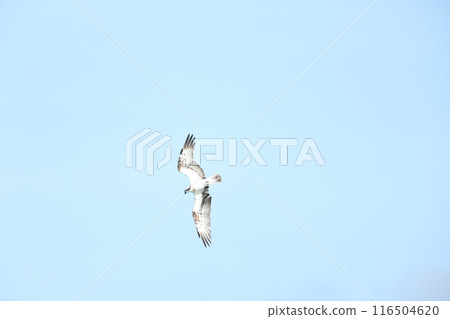 Osprego的飛行 116504620