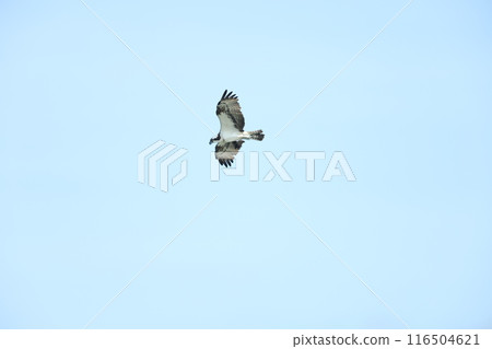 Osprego的飛行 Osprego的飛行 116504621