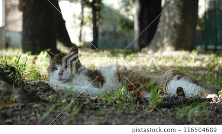 Grasshopper 116504689