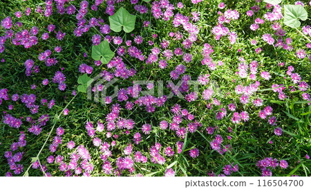 Matsubagiku flower Matsubagiku flower 116504700