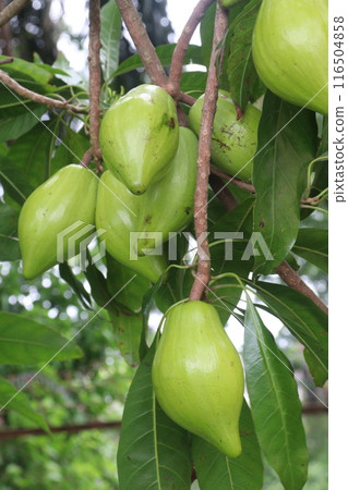Canistel fruit on tree in farm Canistel fruit on tree in farm 116504858