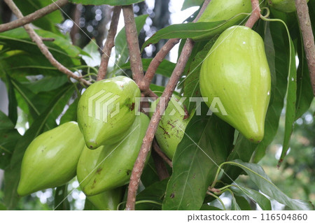 Canistel fruit on tree in farm 116504860