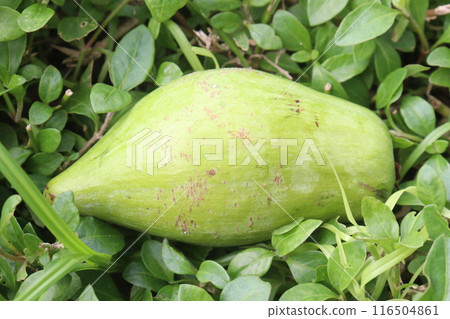 Canistel fruit on tree in farm 116504861