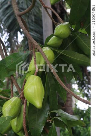 Canistel fruit on tree in farm 116504862