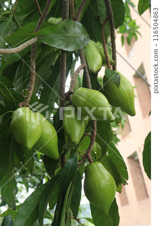 Canistel fruit on tree in farm 116504863
