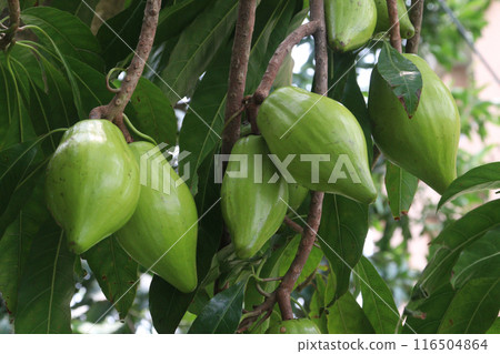 Canistel fruit on tree in farm 116504864