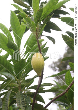 Canistel fruit on tree in farm 116504865