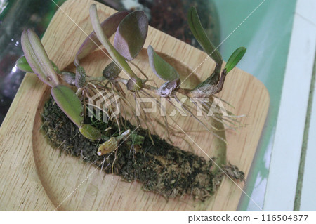 Bulbophyllum wendlandianum orchid plant on nursery 116504877