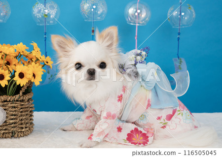 Luna the Chihuahua wearing a yukata with a blue back and yellow flowers Luna the Chihuahua wearing a yukata with a blue back and yellow flowers 116505045