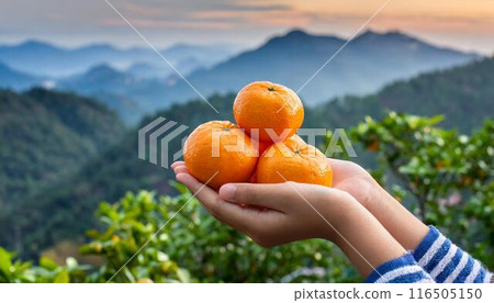 手拿著橘子（AI生成素材） 116505150