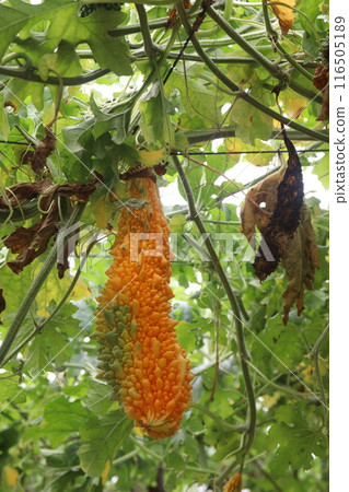 Bitter melon on tree in the farm are cash crops Bitter melon on tree in the farm are cash crops 116505189
