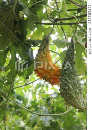 Bitter melon on tree in the farm are cash crops 116505191