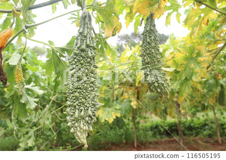 Bitter melon on tree in the farm are cash crops Bitter melon on tree in the farm are cash crops 116505195