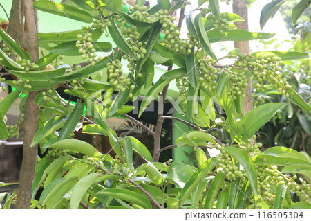 Bignay fruit on plant in farm 116505304
