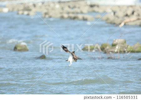 Flight of the Osprego Flight of the Osprego 116505331