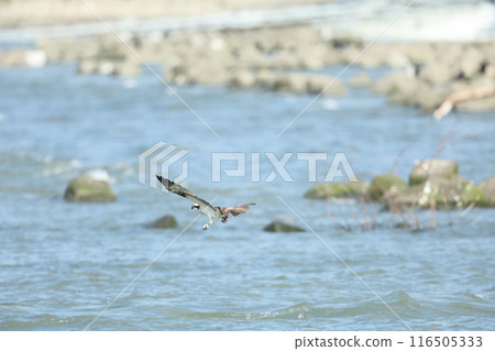 Flight of the Osprego 116505333
