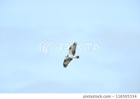 Flight of the Osprego 116505334
