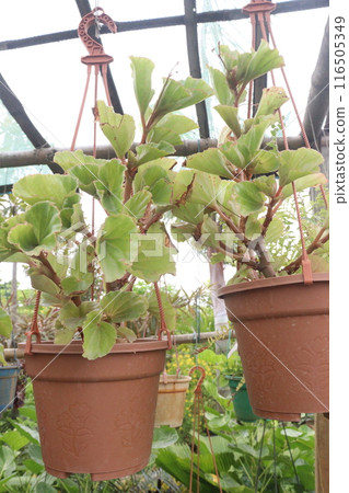 Begonia leaf plant on hanging pot Begonia leaf plant on hanging pot 116505349