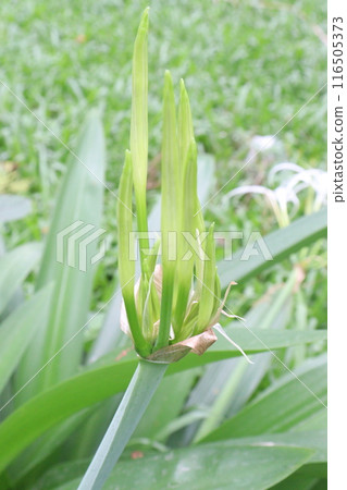 Beach spider lily flower plant on nursery Beach spider lily flower plant on nursery 116505373