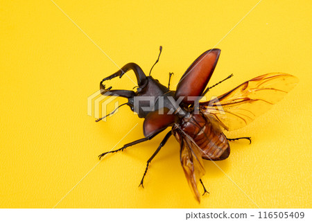 Male sawtooth stag beetle Kids love it too Male sawtooth stag beetle Kids love it too 116505409