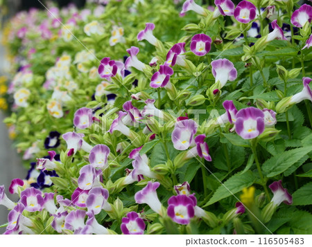 A cluster of purple Torenia (Torenia orientalis) A cluster of purple Torenia (Torenia orientalis) 116505483