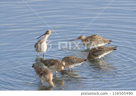 一群黑尾鷸正在覓食 116505490