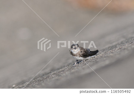 Sand swallow with round eyes 116505492