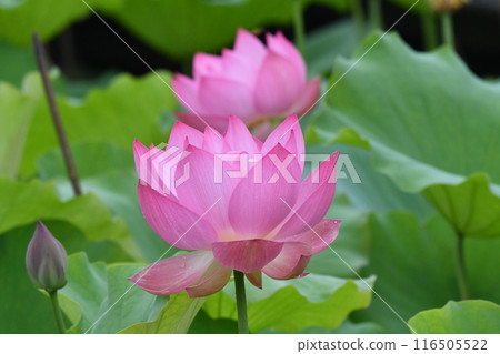 風景與蓮花 風景與蓮花 116505522