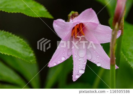 雨中的水仙花01 雨中的水仙花01 116505586
