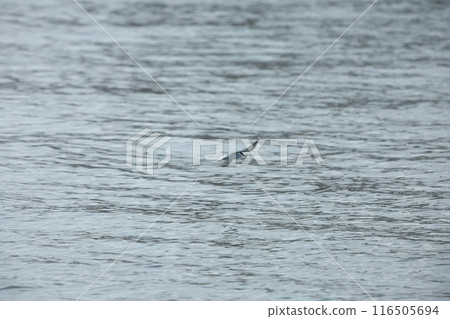Little tern Little tern 116505694