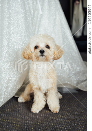 Maltipoo dog sitting next to a wedding dress on the wedding day 116505945