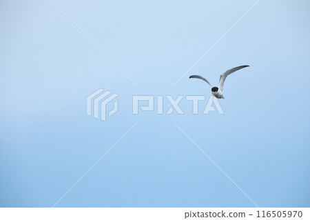 小燕鷗 小燕鷗 116505970