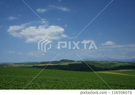 [北海道美瑛]美瑛丘陵和旭岳 116506078