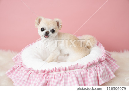 奇瓦瓦狗有桃紅色背景、風鈴和浴衣 116506079