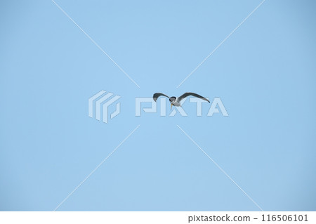 小燕鷗 小燕鷗 116506101