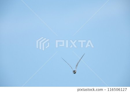 Little tern Little tern 116506127