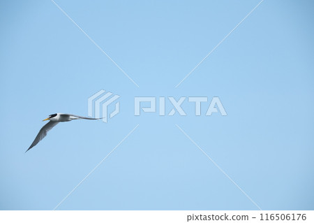 Little tern 116506176