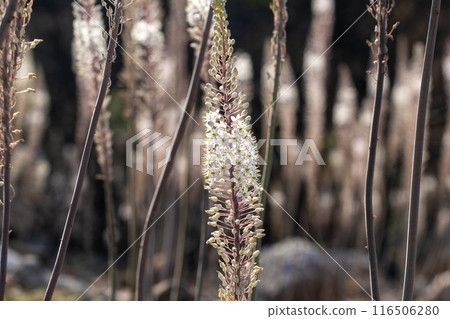 Flowering Drimia maritima, or sea onion. Flowering Drimia maritima, or sea onion. 116506280