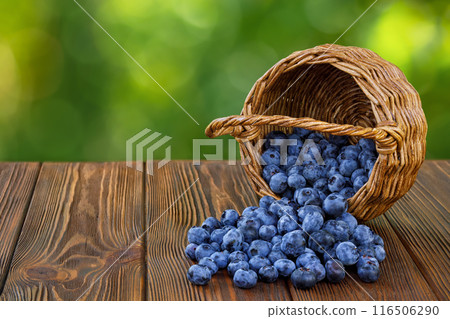 blueberries scattered from wicker basket on wooden table outdoors 116506290