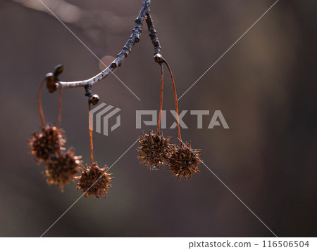 Drooping maple tree Drooping maple tree 116506504