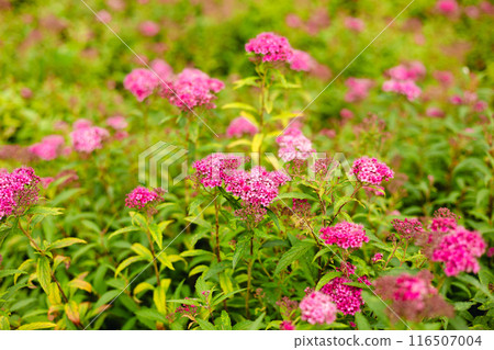 Beautifully blooming pink spirea flowers. Spiraea japonica. 116507004