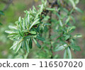 The green willow branch in focus with the blurred background. 116507020
