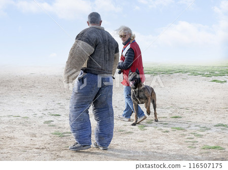 training of belgian shepherd training of belgian shepherd 116507175